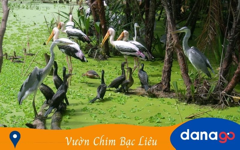 vườn chim bạc liêu vườn chim bạc liêu